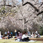 Người Nhật không thích ngắm hoa cùng đồng nghiệp